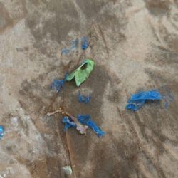 Arby's - Bits of blue plastic from the Arby's roast beef gyro meat