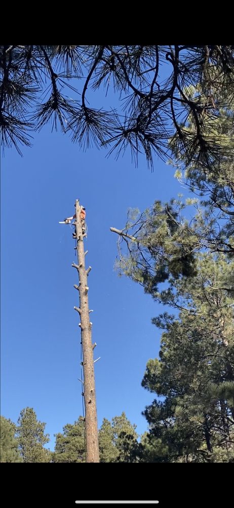 The Betts Tree Service - tree service in Colorado Springs, CO