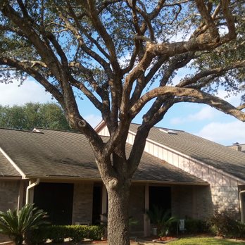 Koehne's Tree Service - Small oak - Tree Services Near Me Koehne's Tree Service - Small oak - Tree Services Near Me