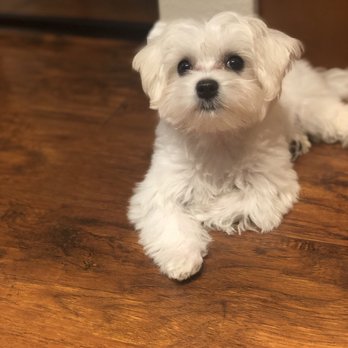 Original Grooming - Pet Groomers Near Me - Fremont, California