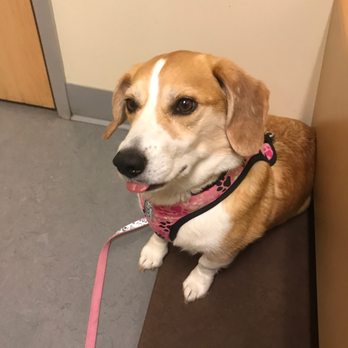 SAGE Veterinary Centers - Dublin - Veterinarians Near Me - Dublin, California SAGE Veterinary Centers - Dublin - Veterinarians Near Me - Dublin, California