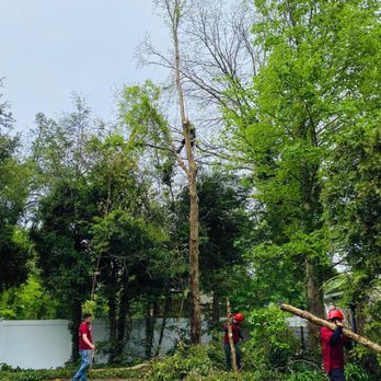 Master Tree Services - Tree Services Near Me