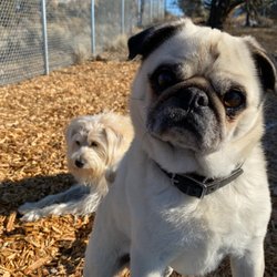 Downtown Doggieville - Bogey & Bill