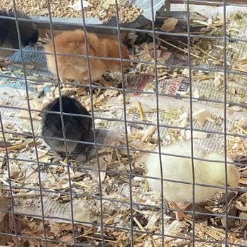 Springridge Farm - Chicks - Farms Near Me - Milton, Ontario Springridge Farm - Chicks - Farms Near Me - Milton, Ontario