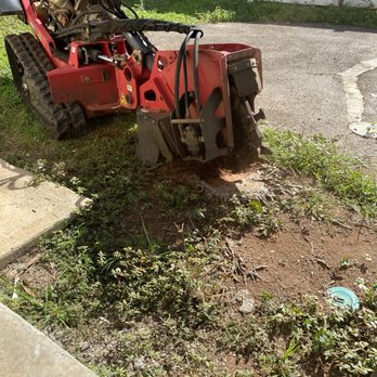 Kanaka Yard Maintenance - Stump grinding 10 palm trees stumps - Tree Services Near Me Kanaka Yard Maintenance - Stump grinding 10 palm trees stumps - Tree Services Near Me