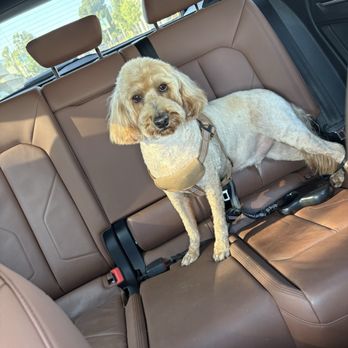 21 Pooch - Pet Groomers Near Me - Los Angeles, California