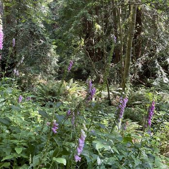 Skunk Train - Love these bell like flowers in the redwoods - Tours Near Me - Fort Bragg, California