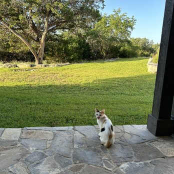 WorldMark Hunt Stablewood Springs - This kitty came to visit us at the back porch of our resort. - Resorts Near Me - Ingram, Texas WorldMark Hunt Stablewood Springs - This kitty came to visit us at the back porch of our resort. - Resorts Near Me - Ingram, Texas