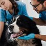 Photo of Bellevue Animal Hospital