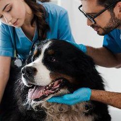 Bellevue Animal Hospital - Bellevue Animal Hospital