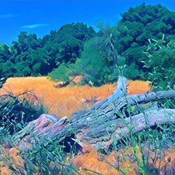 Fernandez Ranch - Windmill Trail - Hiking Near Me - Martinez, California