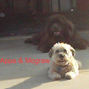 Connie's Pet Grooming - the best day this year02/25/2009 - Pet Groomers Near Me - Saint Joseph, Illinois Connie's Pet Grooming - the best day this year02/25/2009 - Pet Groomers Near Me - Saint Joseph, Illinois