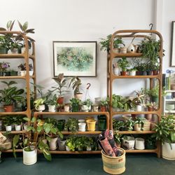 Botanicalife - Houseplants galore!
