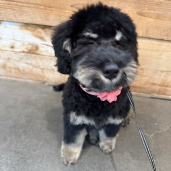Ruff Haus Grooming - Love your first look, Mochi - Pet Groomers Near Me - Costa Mesa, California Ruff Haus Grooming - Love your first look, Mochi - Pet Groomers Near Me - Costa Mesa, California