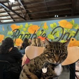 Ryder_brewery_cat