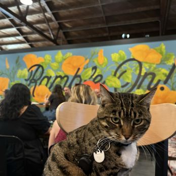 Ramble West Brewing - Ryder_brewery_cat - Brewpubs Near Me - Chico, California