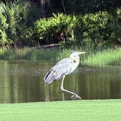 Old Corkscrew Golf Club - Bird on the green