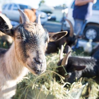Little Explorers Mobile Petting Zoo - Party & Event Planning Near Me Little Explorers Mobile Petting Zoo - Party & Event Planning Near Me