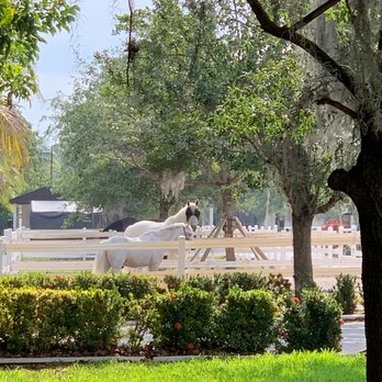Elysian Stables Miami - Horseback Riding Near Me - Miami, Florida Elysian Stables Miami - Horseback Riding Near Me - Miami, Florida