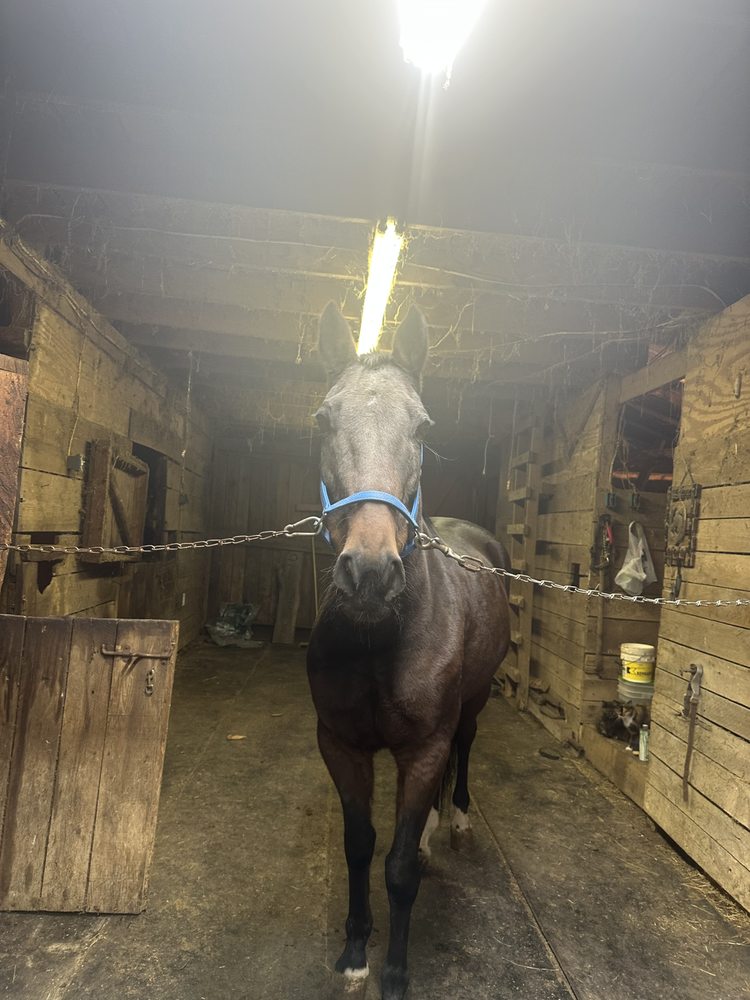 Harmon’s Branch Stables - equestrian in Iaeger, WV