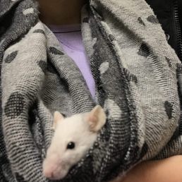poppy traveling with me to the vet