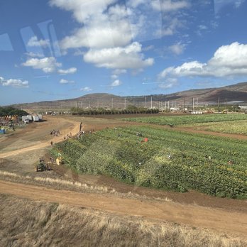Skyline Honouliuli Station - Aloun pumpkin patch festival from rail - Public Transportation Near Me - Kapolei, Hawaii Skyline Honouliuli Station - Aloun pumpkin patch festival from rail - Public Transportation Near Me - Kapolei, Hawaii