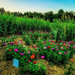 Merk Farms