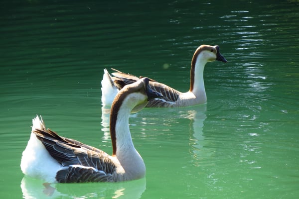 Parco Ducale by null