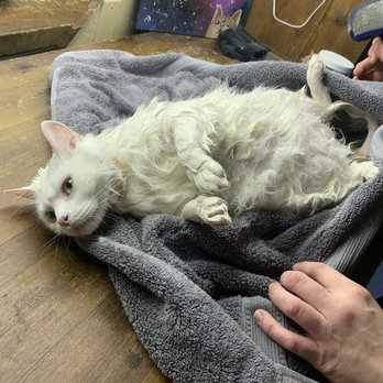 Catastrophe Cat Grooming - Pet Groomers Near Me - Livermore, California Catastrophe Cat Grooming - Pet Groomers Near Me - Livermore, California