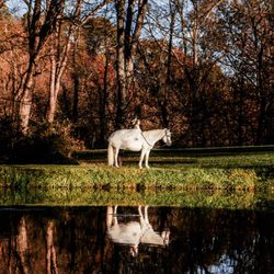 Allaire Bartel - An entirely magical photo of my daughter on a real live unicorn (not provided in photography fee )