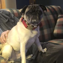 Our crazy pug Stanley Our crazy pug Stanley