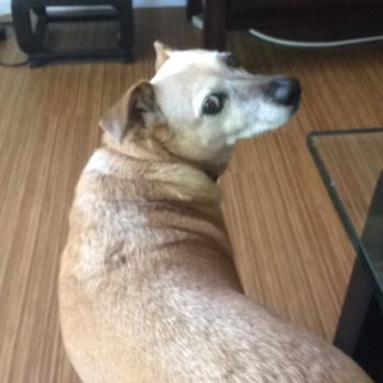 VIDA Rescue - Community Service/Non-Profit Near Me - Rowland Heights, California
