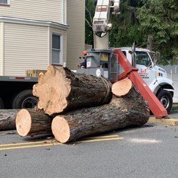 a large tree being cut by a utility truck