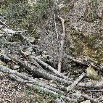 Uvas Canyon County Park - Parks Near Me - Morgan Hill, California