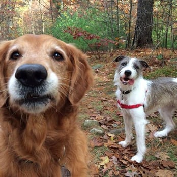 Gone with the Dogs - Pet Sitting Near Me Gone with the Dogs - Pet Sitting Near Me