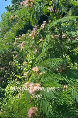 Lake Artemesia Natural Area by null