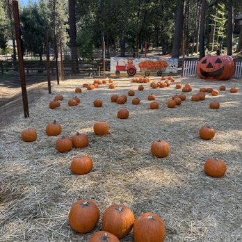 Apple Ridge Farms - Pumpkin patch! - Bakeries Near Me - Camino, California Apple Ridge Farms - Pumpkin patch! - Bakeries Near Me - Camino, California
