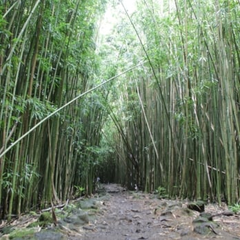 Pipiwai Trail - Hiking Near Me - Hana,, Hawaii