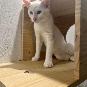 Kona Kat Cafe - Pet Adoption Near Me - Kailua-Kona, Hawaii