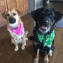 Mila and Gunner groomed at Pawparazzi