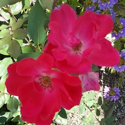 Botanical garden is free, small, great for pictures and weddings.