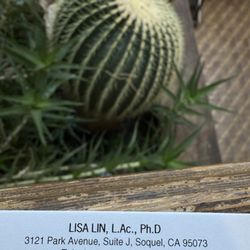 Lin Acupuncture - This real cactus is huge in the building. Massages, acupuncture.