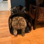 Photo of Pretty Pets