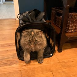 Pretty Pets - Before - beautiful fluffy cat