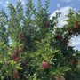 Photo of CherryHawk Farm