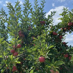 CherryHawk Farm - Tons and very flavorful