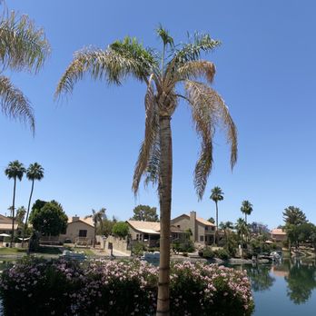 Yahweh tree and landscape - Dead palms - Tree Services Near Me Yahweh tree and landscape - Dead palms - Tree Services Near Me
