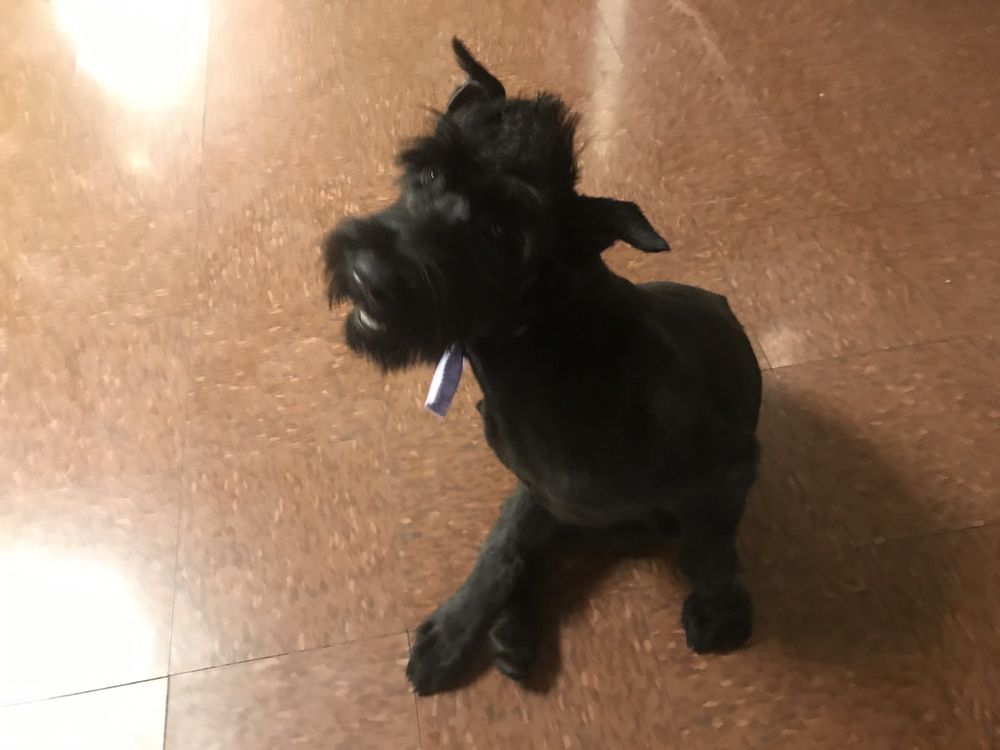 MAH GROOMING Updated June 2024 14 Photos & 15 Reviews 12801