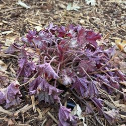 Kurt's Garden - All the Heuchras died. They are supposed to be hearty.