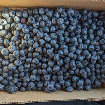 Mountainview Blueberry Farm - Pick Your Own Farms Near Me - Snohomish, Washington Mountainview Blueberry Farm - Pick Your Own Farms Near Me - Snohomish, Washington